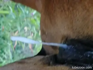 Creampied mare cunt squirting out semen and more