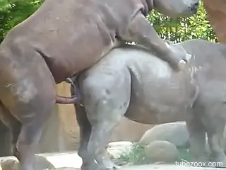 Two rhinos having fun with each other outdoors
