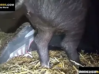 Barnyard bestiality with a true pig loving whore