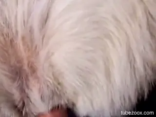 Hot animal accepting the gift of that human cock