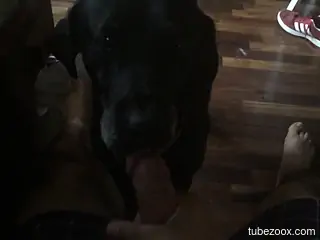 Dude jerking his cock in front of a dog to make it horny