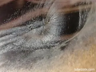 Dude exploring that hot horse pussy with his perfect peen