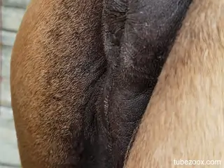 Guy terrorizing an animal's hot pussy with his dong