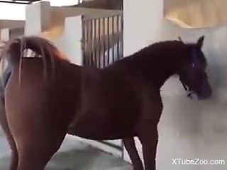 Horses like that are just too sexy to fucking handle