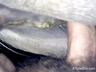 Guy fucks a mare vagina from behind with closeups