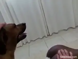 Black bitch aims to get fucked by a brown doggo