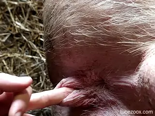 Nude male finger fucks farm animal's pussy and gets laid