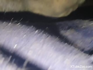 Guy utilizes his cock to make the animal SCREAM