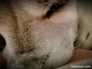 POV oral session with an animal that wants sex