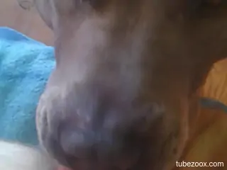 Animal practicing its oral skills in a POV mov