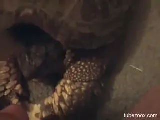 Nude porn with a man inserting his dick into a turtle