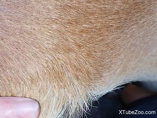 Lustful zoophile exploring possibilities up close