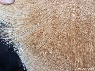Lustful zoophile exploring possibilities up close