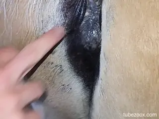 Dude cannot stop fingering a horse's hot pussy too