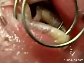 Nude man inserts a lot of worms in his penis during jerk off