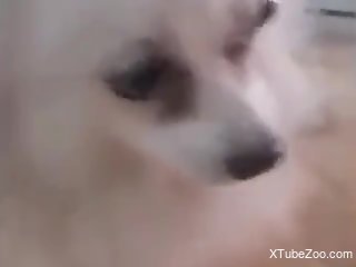 Thirsty dog is satisfied with a nice handjob