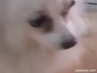 Thirsty dog is satisfied with a nice handjob