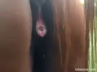 Horse pussy looks perfect across all closeups
