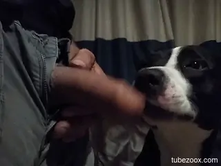 Guy puts his cock in the dog's mouth for fun