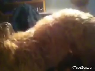 Energized man loudly fucks his furry dog in webcam rounds