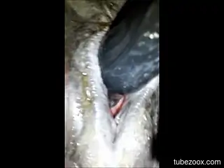 Man inserts toy dildo in horse's vagina while filming it