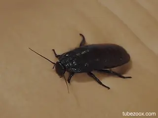 Nude babe shares intimate solo with bugs in her wet pussy