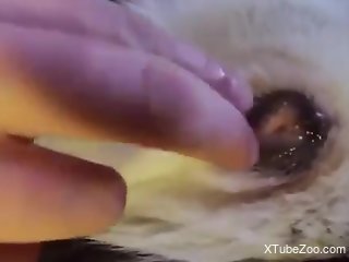 Man finger fucks the furry dog's pussy until the animal comes