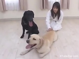 Sexy ass babe granted hefty dog dick in her Asian cunt