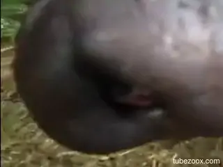 Naked woman grabs the horse's monster cock for intimate sex