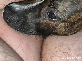 Hairy man sticks entire dick in the dog's mouth