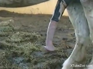 Horse's huge dick makes the guy filming crave sex