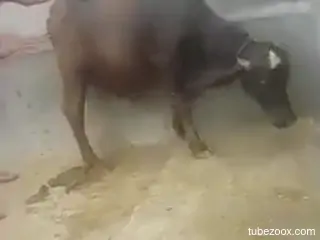 Young lad filmed when he fucks a cow on the streets of Delhi