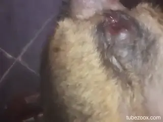 horny dude fucks furry dog the hard way in brutal cam scenes