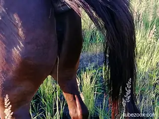 Horny dude wants to try the horse's huge cock for a little fun