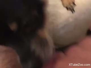 Small dog licks the man's cock when he jerks off