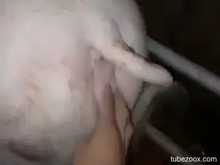 Solo man fucks animals at the farm and tapes himself