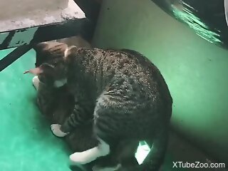 Cats fucking turn the man on and make him wanna fuck