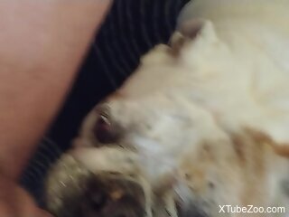 Dog licks the man's penis until he comes in a homemade POV play