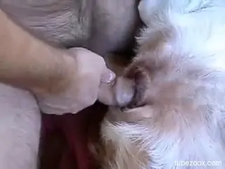 Man fucks furry dog in crazy perversions and films himself