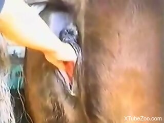 Mature slut bends her fat ass to try horse cock from behind