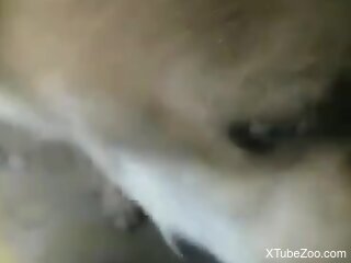 Naked man lets curious dog lick the dick until sperm pops out