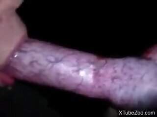 Thirsty woman shows off on cam sucking the dog dick like a pro