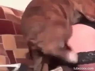 Alluring blonde sucks the dog dick until the last drops