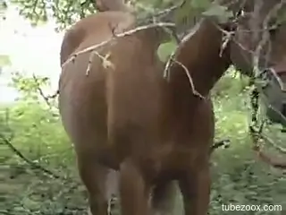 Insolent man fucks the horse whilst camping in the woods
