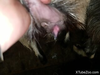 Close-up bestiality sex sscene from the village
