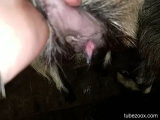Close-up bestiality sex sscene from the village
