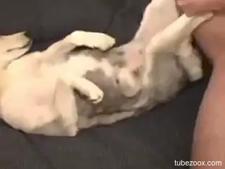 Naked man gets intimate with the dog by fucking the animal big time