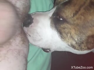 Zoophile enjoys cock licking from a dog