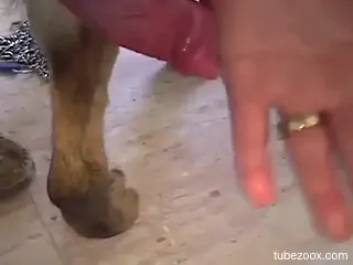 Insolent babe plays with a double pair of dog dicks