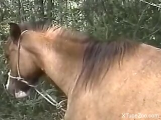Some lesbian zoophilia fun with a horse